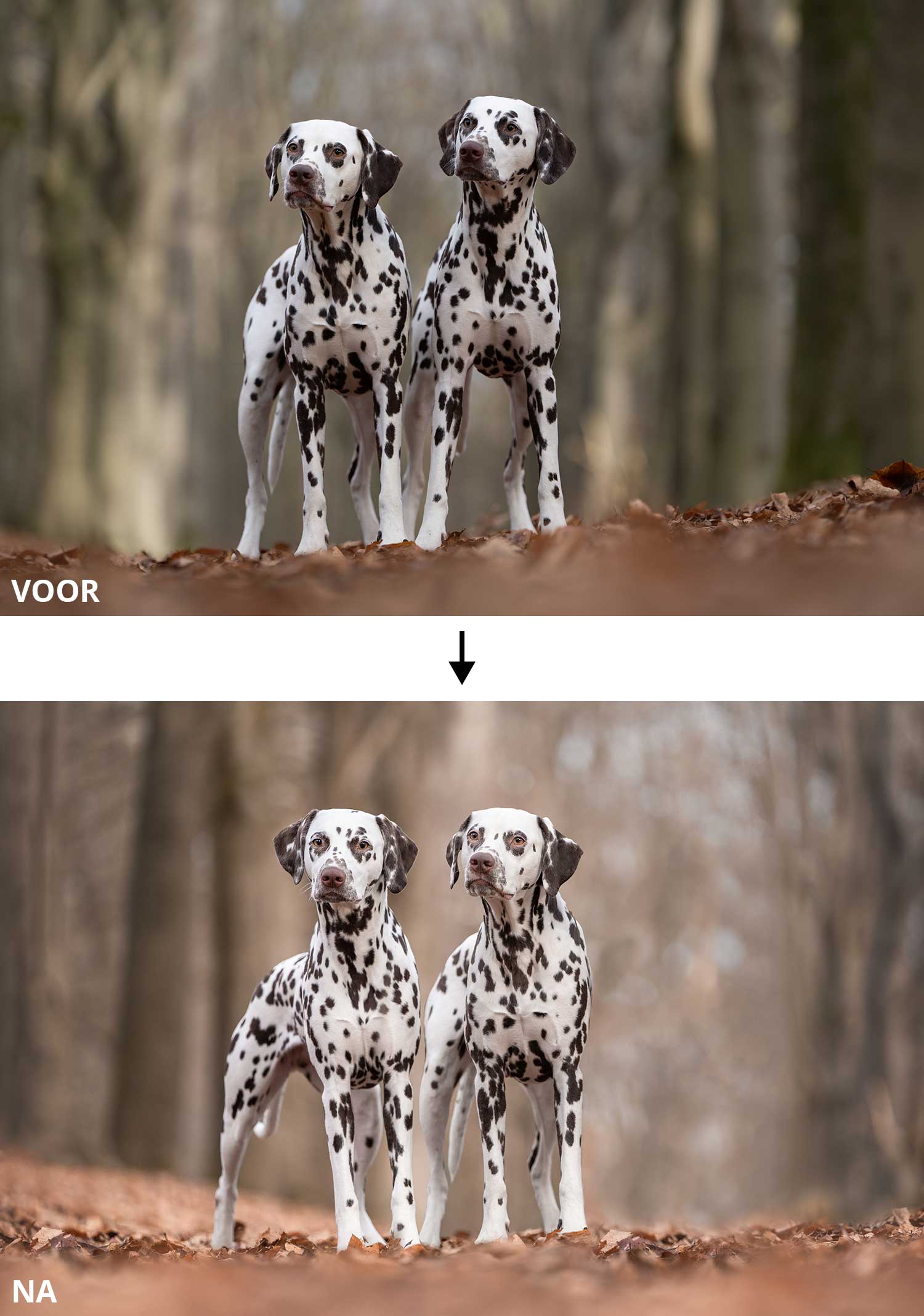 Online hondenfoto's bewerken - Photoshop Masterclass (voor en na bewerking)