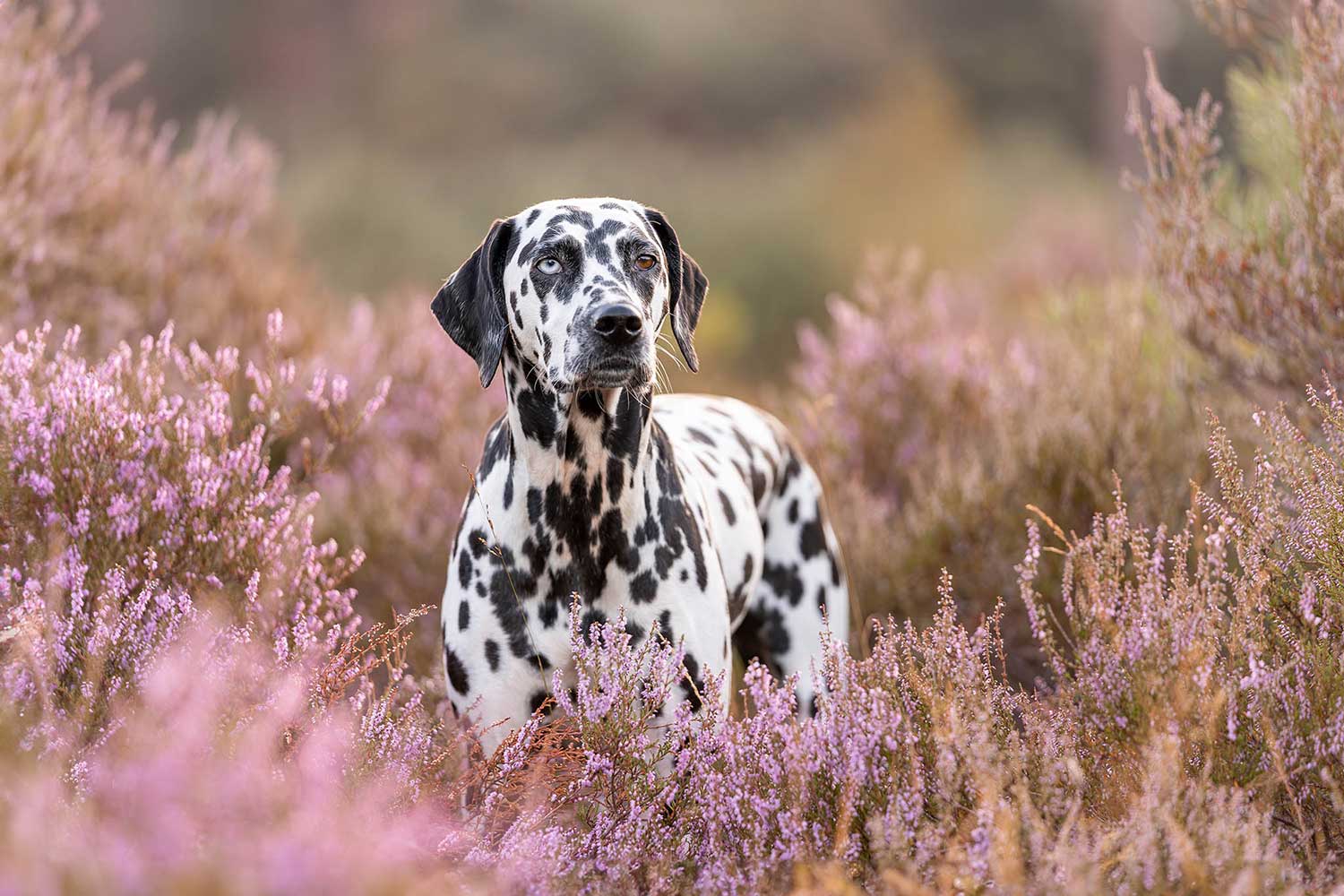 Online Photoshop Masterclass - Hondenfoto's bewerken door Daniëlle Kock van DaKo Fotografie