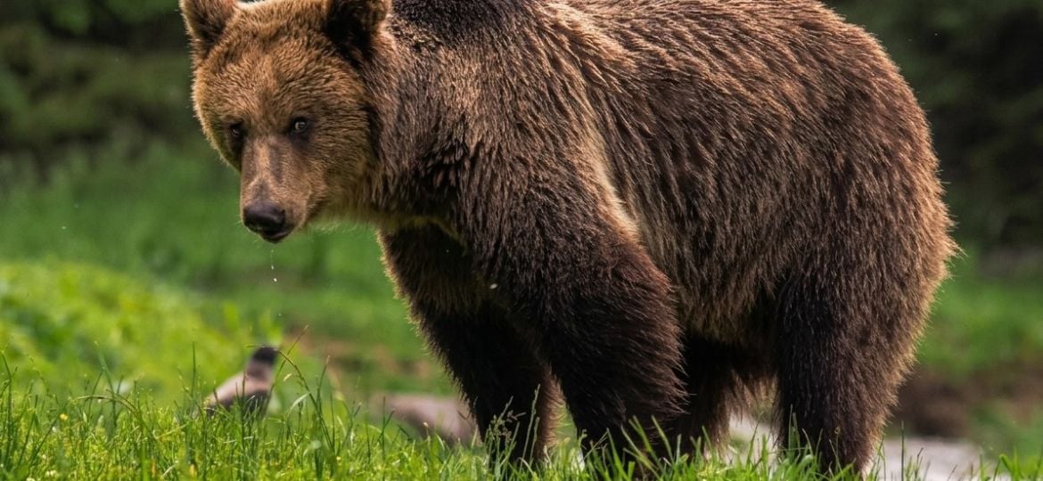 Inspirerend reisverslag van fotograaf Alida de Kunst over de zoektocht naar wildlife in Oost-Europa.