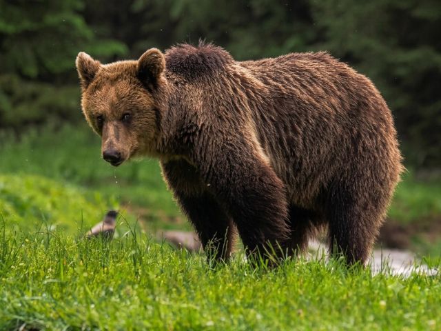 Inspirerend reisverslag van fotograaf Alida de Kunst over de zoektocht naar wildlife in Oost-Europa.