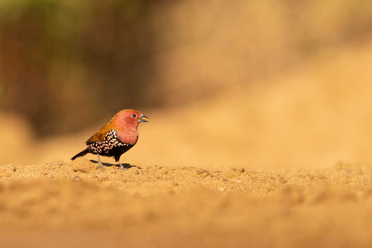 Vogelfotografie in Zuid-Afrika - Pink throated twinspot (Bhejane Hide)