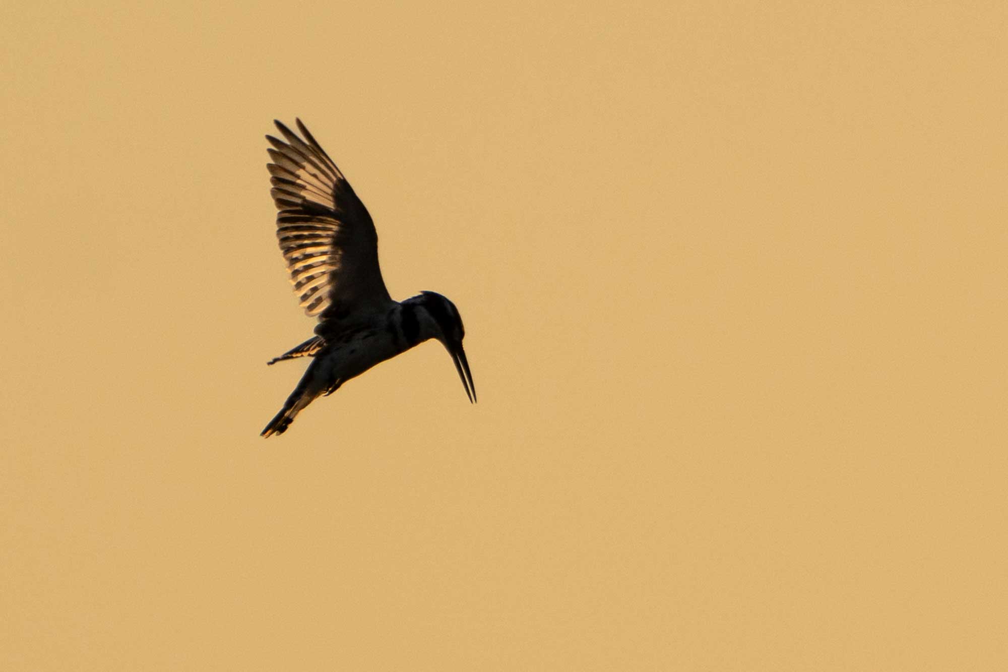 Vliegende ijsvogel in actie - Fotografiereis Zuid-Afrika (Zimanga)