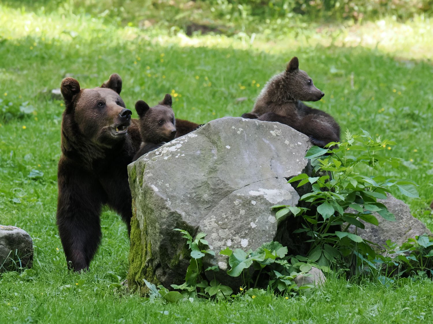 Ervaringen en tips voor het veilig fotograferen van wilde bruine beren in de natuur van Roemenië.