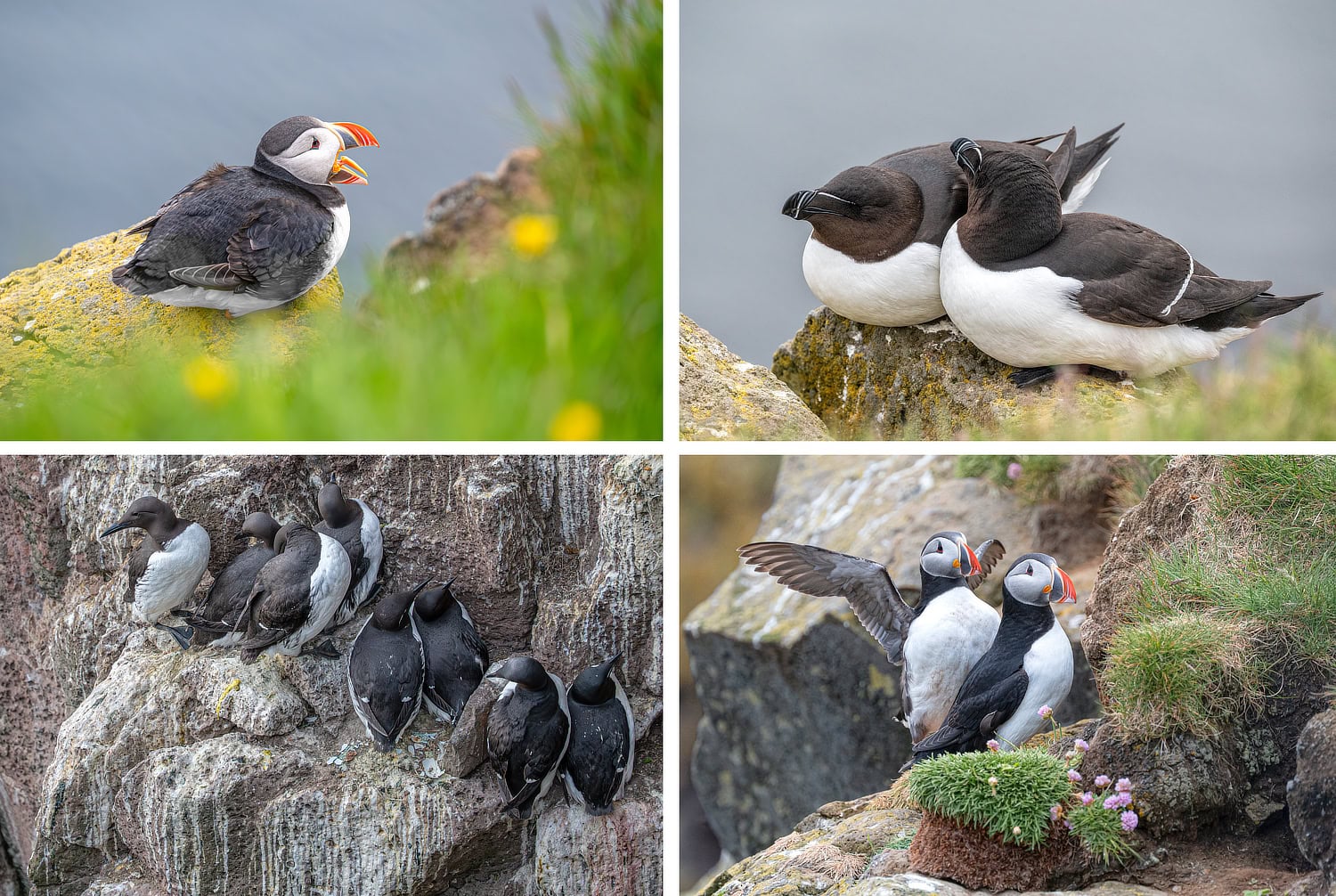 Papegaaiduikers fotograferen fotoreis IJsland