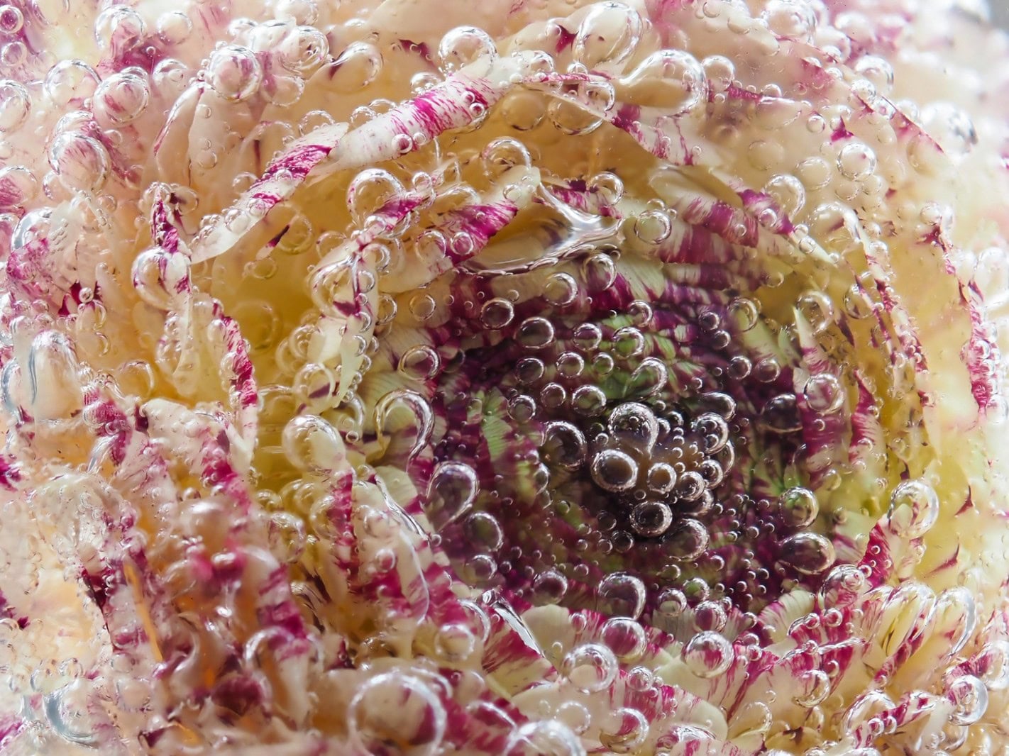 Bloemen fotograferen onder water