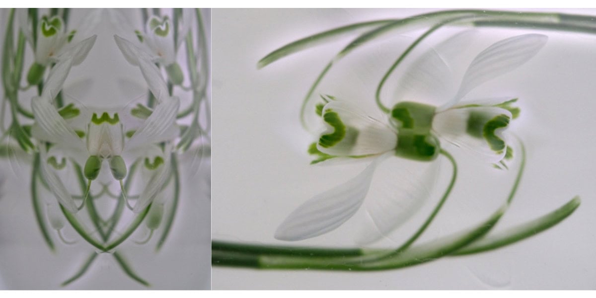 Creatief onderwater macrofotografiue bewerken
