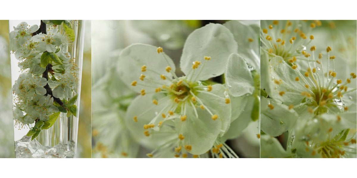Bloemen op een creatieve manier fotograferen onder water