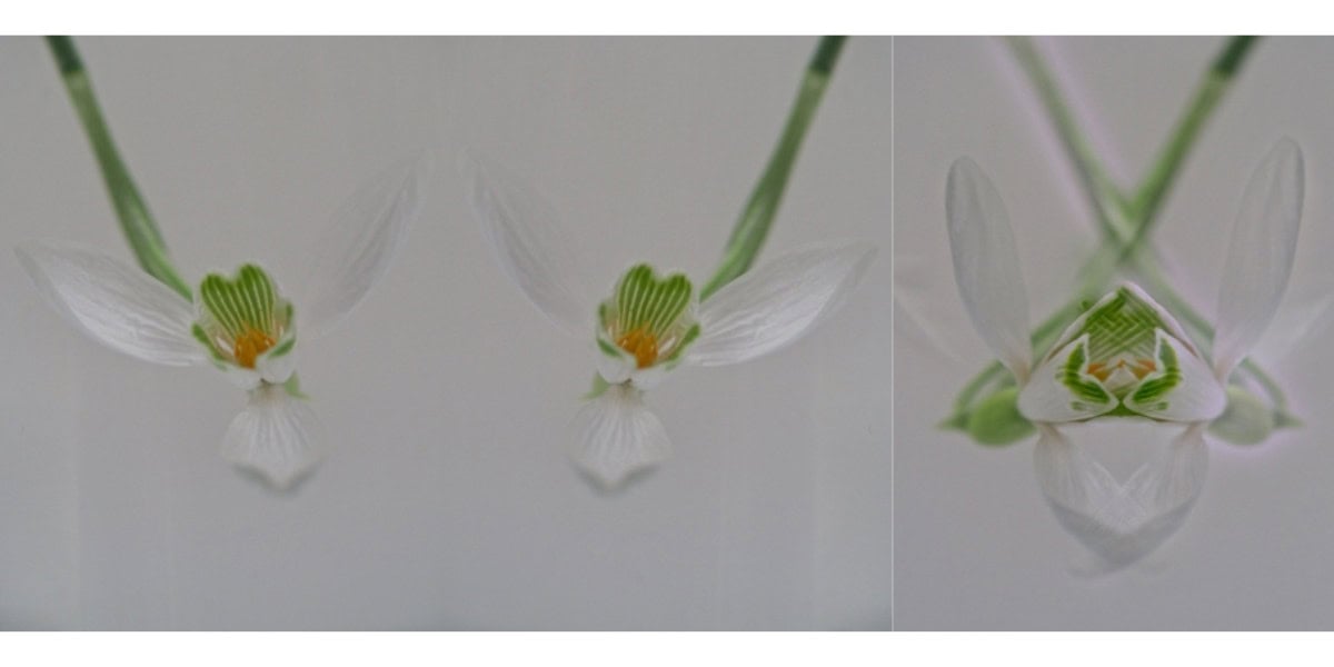 Creatief onderwater macrofotografiue bewerken