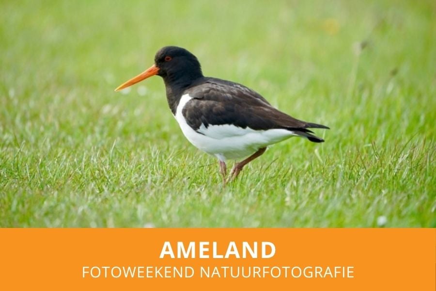 fotoweekend ameland co bliekendaal