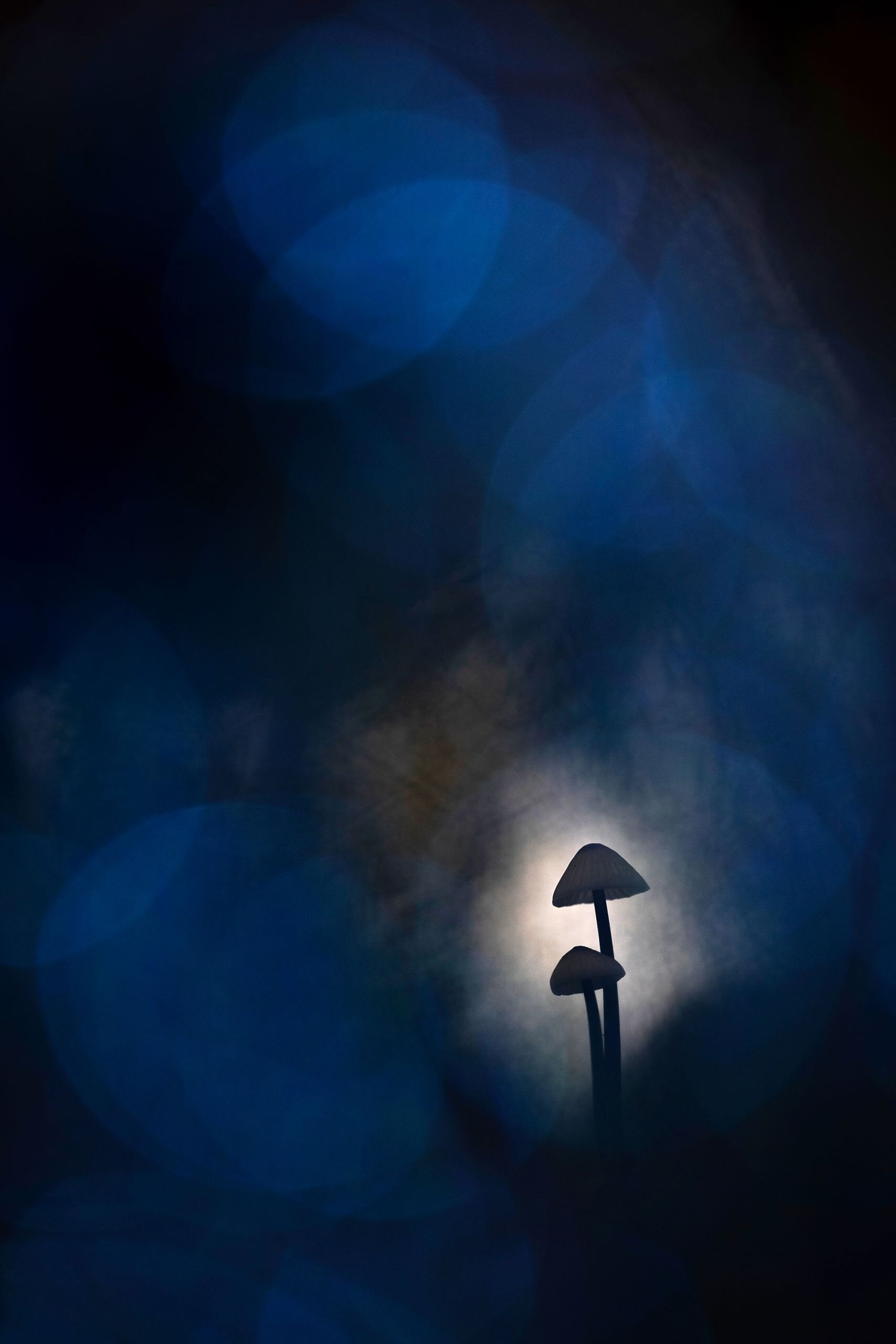 Het creëren van dromerige lichtkringen en bokeh achter een paddenstoel met behulp van lage zon.