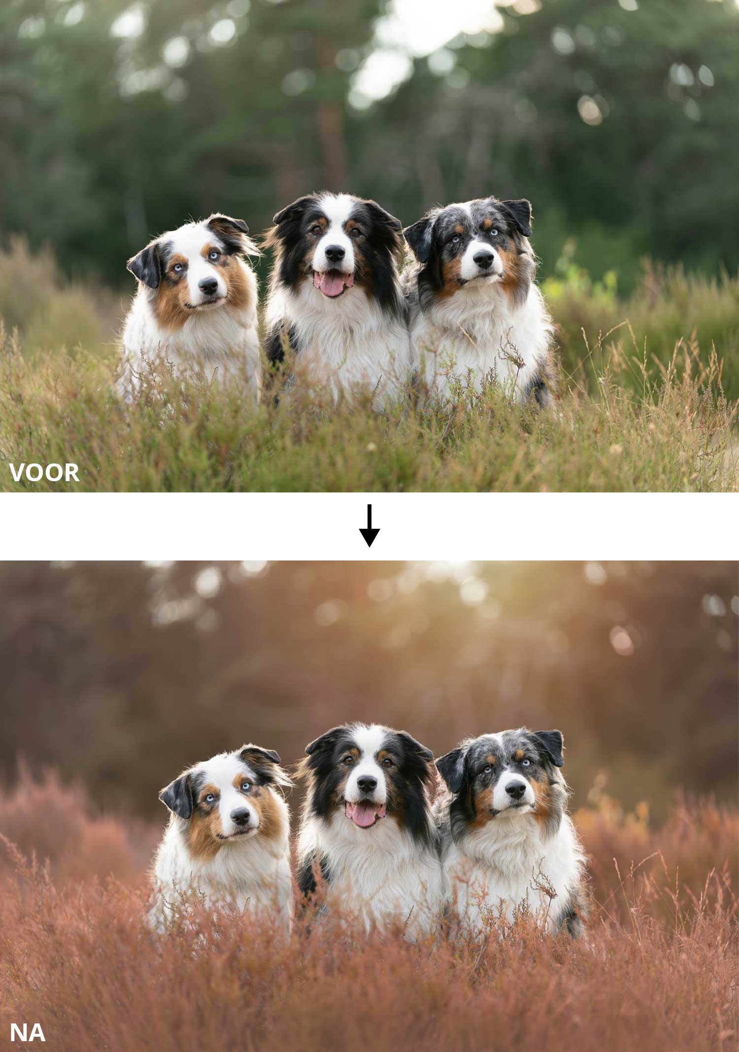 Gevorderde cursus hondenfoto's bewerken in Photoshop