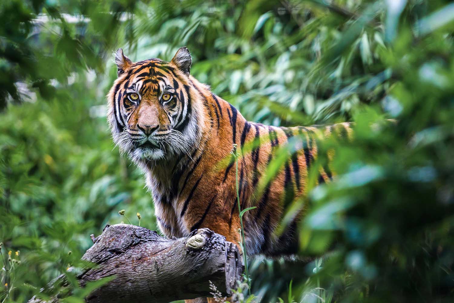 Fotografiereis naar India - Tijgers fotograferen in nationale parken