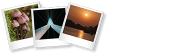 De Rooij Fotografie